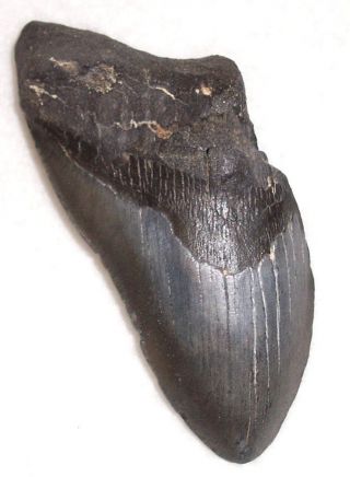 Massive 75 Complete 6 3/16 " Fossil Megalodon Shark Tooth