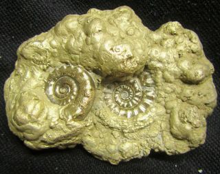 Rare Big Golden Multi Eoderoceras 80 Mm Jurassic Pyrite Ammonite Fossil Uk Gold
