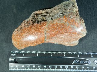 A BIG RED Polished Dinosaur GEM Bone Fossil with Cells From Utah 762gr 3