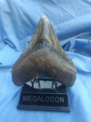 Megalodon Shark Tooth Fossil 6 1/8 Inch W Stand Teeth Jaws Mako Great White