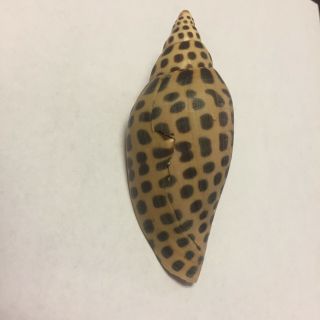 Scaphella Junonia Shell Large 108 Mm 4.  25 Inches Volute Voluta Seashell