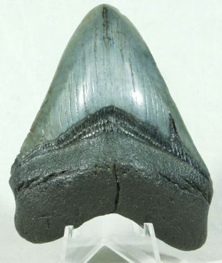 A Big And 100 Natural Carcharocles Megalodon Shark Tooth Fossil 125gr