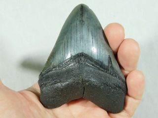 A BIG and 100 Natural Carcharocles MEGALODON Shark Tooth Fossil 125gr 2