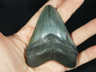 A BIG and 100 Natural Carcharocles MEGALODON Shark Tooth Fossil 125gr 3
