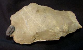 Sweet Pseudocybele Trilobite Fossil
