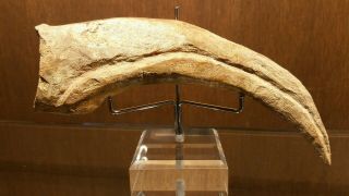 Huge Spinosaurus Hand Claw (17.  3cm / 6.  8 in) Fossil Dinosaur Kem Kem Morocco 3