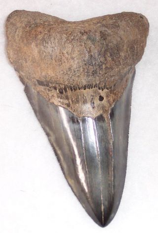 Rare Shape Thin Lower Sharply Serrated 4 13/16 " Fossil Megalodon Shark Tooth