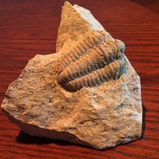 Trilobite Museum Quality Large Matrix Mortality Plate Fossil Kankakee,  Illinois