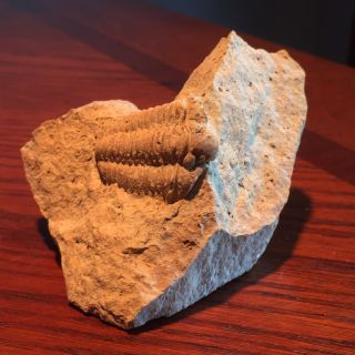 Trilobite Museum Quality Large Matrix Mortality Plate Fossil Kankakee,  Illinois 2