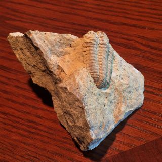 Trilobite Museum Quality Large Matrix Mortality Plate Fossil Kankakee,  Illinois 3