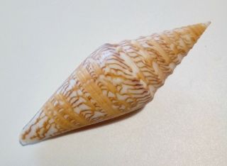 Shell CONUS EXCELSUS Philippines 76,  1 mm live taken,  great pattern 2