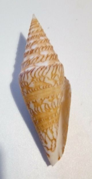 Shell CONUS EXCELSUS Philippines 76,  1 mm live taken,  great pattern 3