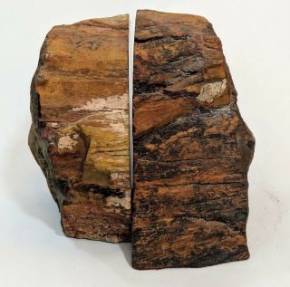 Petrified Wood Fossil Bookends Brown Polished with Visible Bark 5 1/2 
