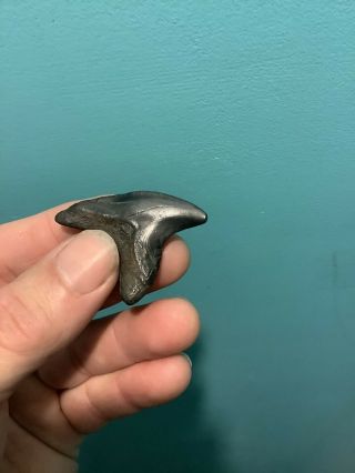Rare Serrated Thresher Shark (Alopias Grandis) Fossil Tooth 1.  75” No Restora 2