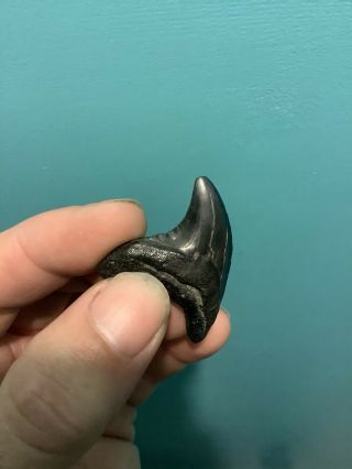 Rare Serrated Thresher Shark (Alopias Grandis) Fossil Tooth 1.  75” No Restora 3