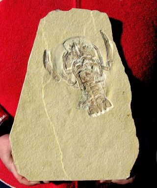 Extinctions - Huge,  Textbook Eryon Lobster Fossil,  Solnhofen - Detail - Wow