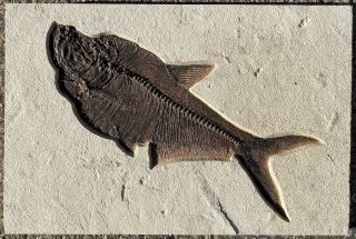 An Fossil Fish Diplomystus Dentatus From The Eocene Of Wyoming