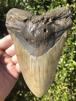 Massive 6.  29” Megalodon Tooth Fossil Shark Teeth Weighs 1 Full Pound