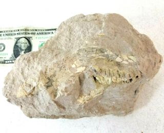 Extinctions -,  Large Oreodont Brule Partial Skull Fossil W/ Teeth