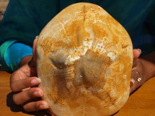 Massive RARE CLYPEASTER CAMPANULATUS Sea Urchin Fossil 15 million years old 3