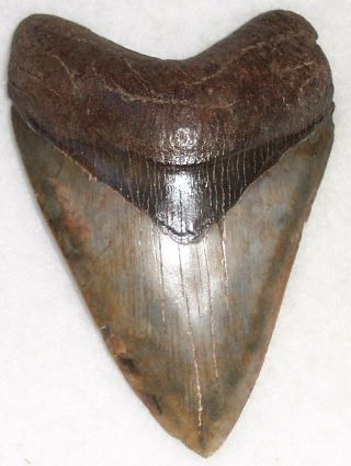 Attractive Complete 4 3/16 " Fossil Megalodon Shark Tooth