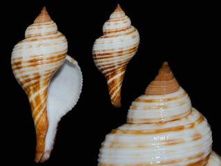 Seashell Taphon Clavella Ultra Rare Fantastic 61.  9 Mm