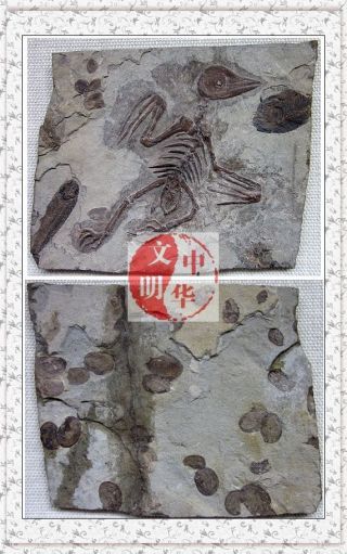 Jurassic Chordata Fish Insect Bone Sample Confuciusornis Bird Fossil Rock Plate6