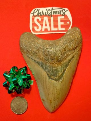 Megalodon Shark Tooth 5.  126 In.  Great Christmas Gifts Apex Artifacts No Resto
