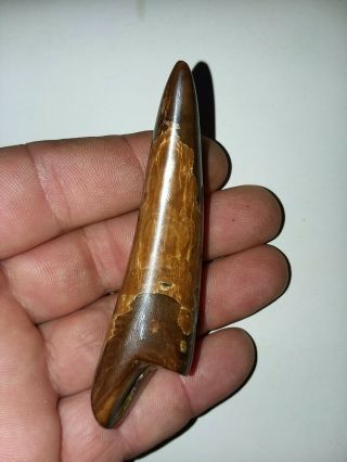 Polished Fossil Whale Tooth Core