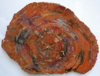 Huge,  Polished Multi - Colored Arizona Petrified Wood Round - End Cut