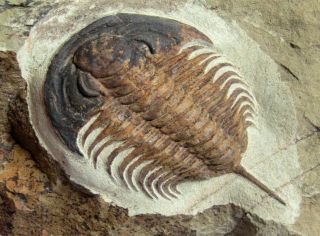 - Top - Big,  Very Rare Trilobite Pseudosaukianda.  Cambrian.  Morocco.  Nºhn4