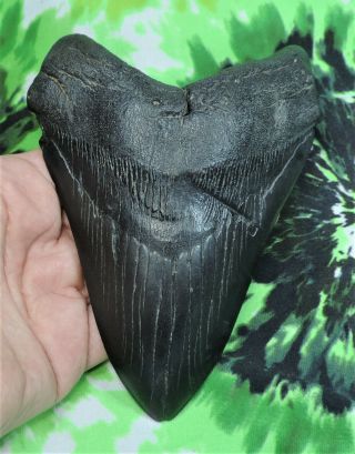 Megalodon Sharks Tooth 5 1/2  Inch Bite Marks No Restorations Sharks Teeth
