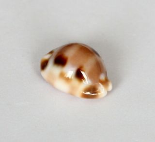 Cypraea Tesselatta,  F,  /gem,  26mm.  Wow