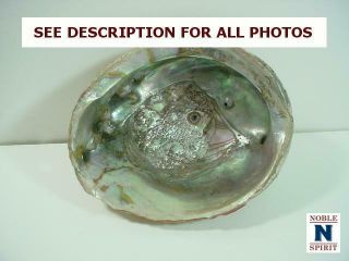 Noblespirit {3970}stunning Abalone Seashell,  Unknown Origin