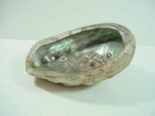 NobleSpirit {3970}Stunning Abalone Seashell,  Unknown Origin 2