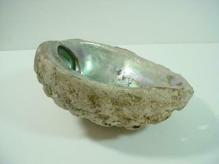 NobleSpirit {3970}Stunning Abalone Seashell,  Unknown Origin 3