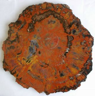 Very Large,  Bright,  Polished Arizona Petrified Wood Round