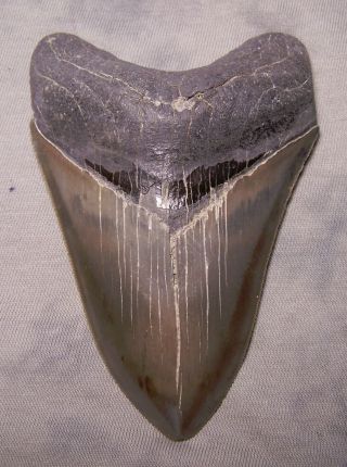 Megalodon Shark Tooth - Sharp 4 5/16 Real Fossil Sharks Teeth - No Restorations