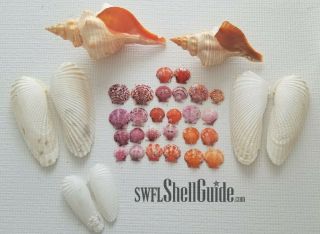 Horse Conch Angel Wings Scallops Shells Florida Gulf Seashells Ocean Conchs