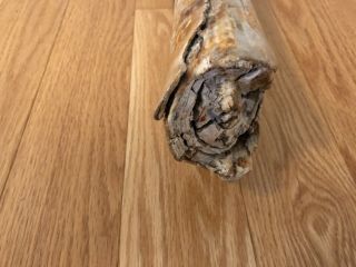 Rare Woolly mammoth tusk North Sea Origin Fossil 3