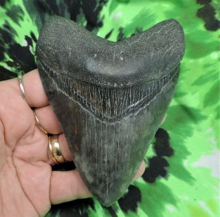 Megalodon Sharks Tooth 4 1/2  Inch No Restorations Fossil Sharks Teeth Tooth