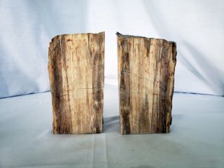 Petrified Wood Book Ends Millions Of Years Old