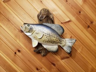 Crappie Wood Carving Fish Taxidermy Fish Decoy Casey Edwards