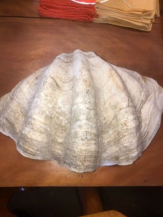 Vintage Giant Natural Clam Shell Tridacna Gigas Seashell 12 1/4 X 7 1/4 X 3 1/4