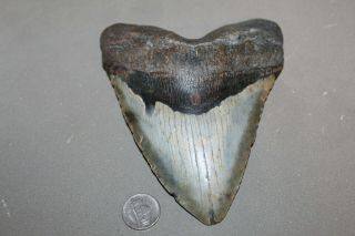Megalodon Fossil Giant Shark Teeth Natural Large 6.  08 " Huge Tooth