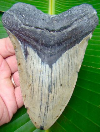 Megalodon Shark Tooth Over 5 & 3/8 - Real Fossil - Huge Size - No Restorations