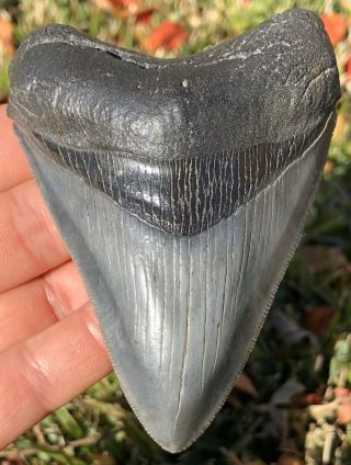 Killer Serrated 3.  803 " Megalodon Tooth