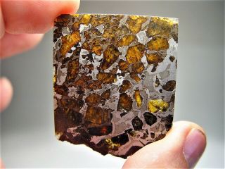 Museum Quality Crystals Brahin Pallasite Meteorite 16.  1 Gms