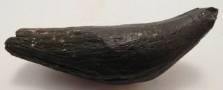 8 1/4 " X 2 1/4 " (diameter) Sperm Whale Tooth Fossil From South Carolina