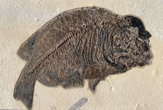 A Crazy Fossil Fish Phareodus From The Eocene Of Wyoming